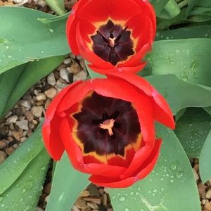 Meet your Posher, Tara